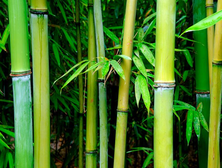 bambu-japones